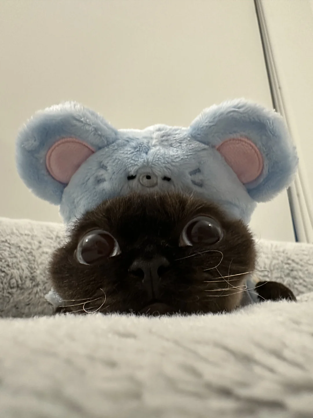 老鼠人养的老鼠扁头猫