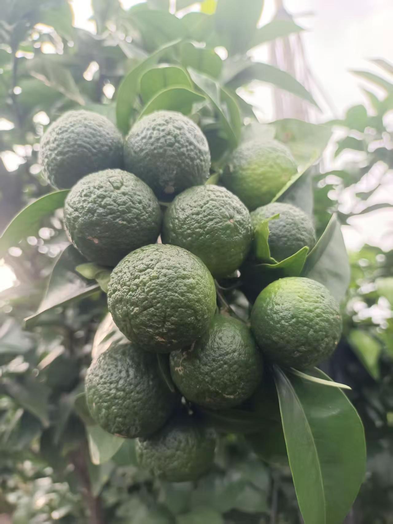 前面一直说要保果，果少的，出来报道一下，你们现在开始梳果了没记录我的果园生活 创