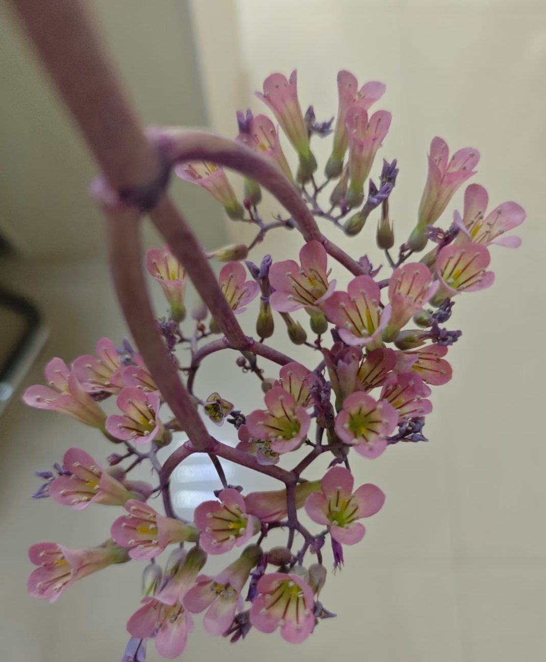 不死鸟的花也很美正面平平无奇，反过来绝了！ 