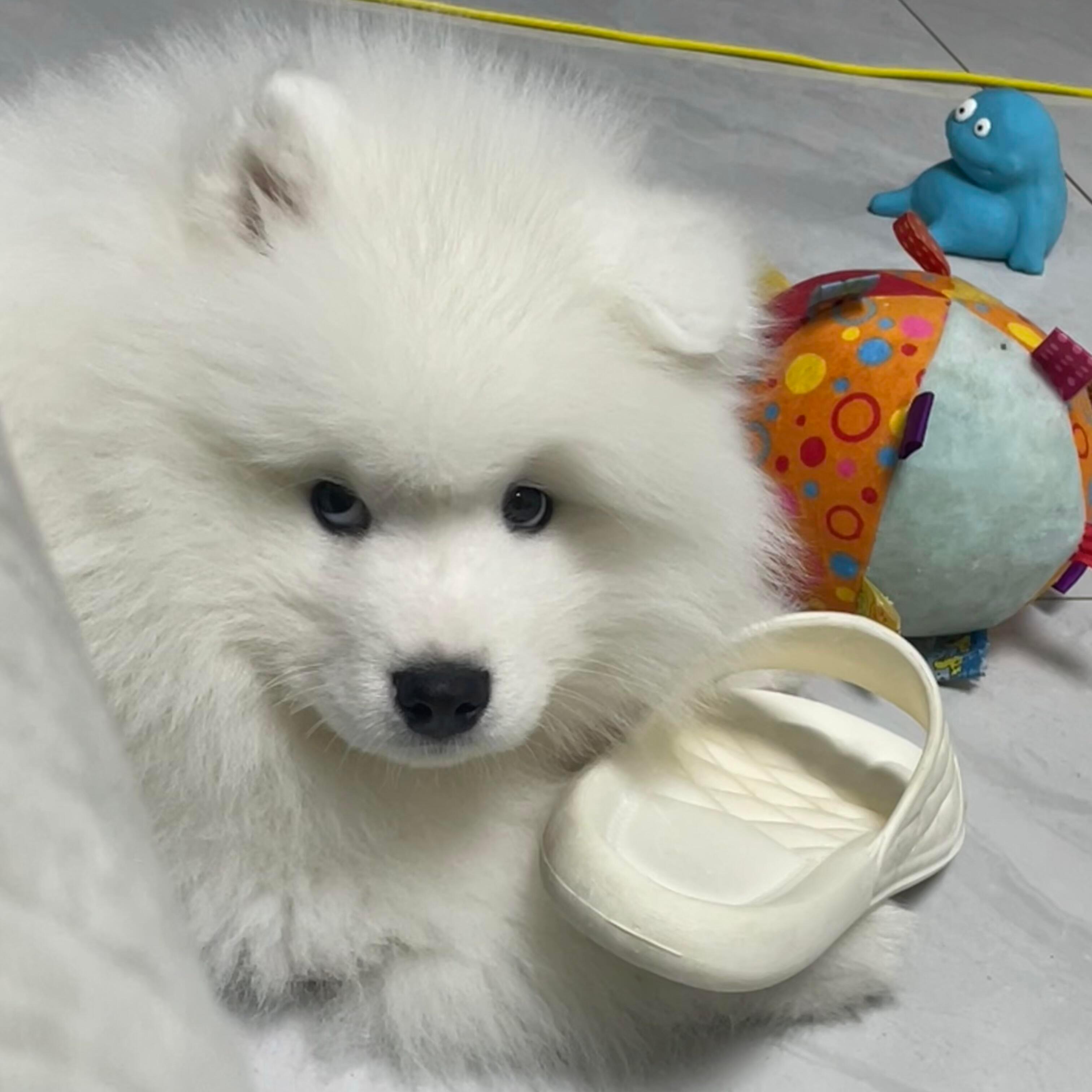 狗狗平时VS狗狗犯错后 ​​​