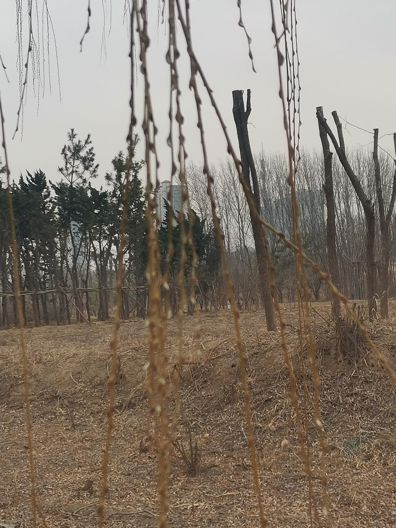 春柳吐蕊，鸭子戏水，不经意间，春姑娘已经袅袅娜娜地来到了我们的身边！
    大