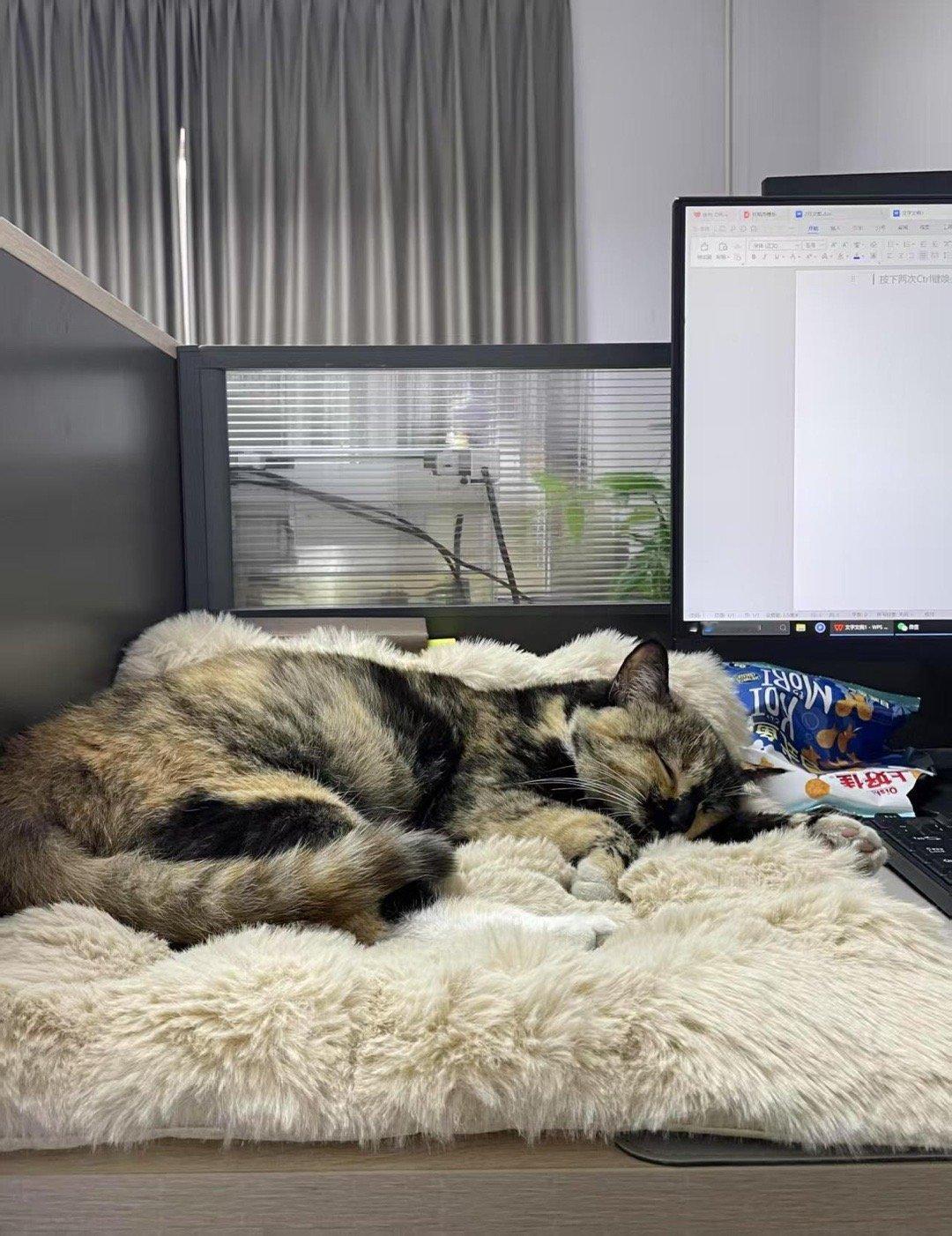 不会只有我们公司能带宠物上班吧🐱 ​​​