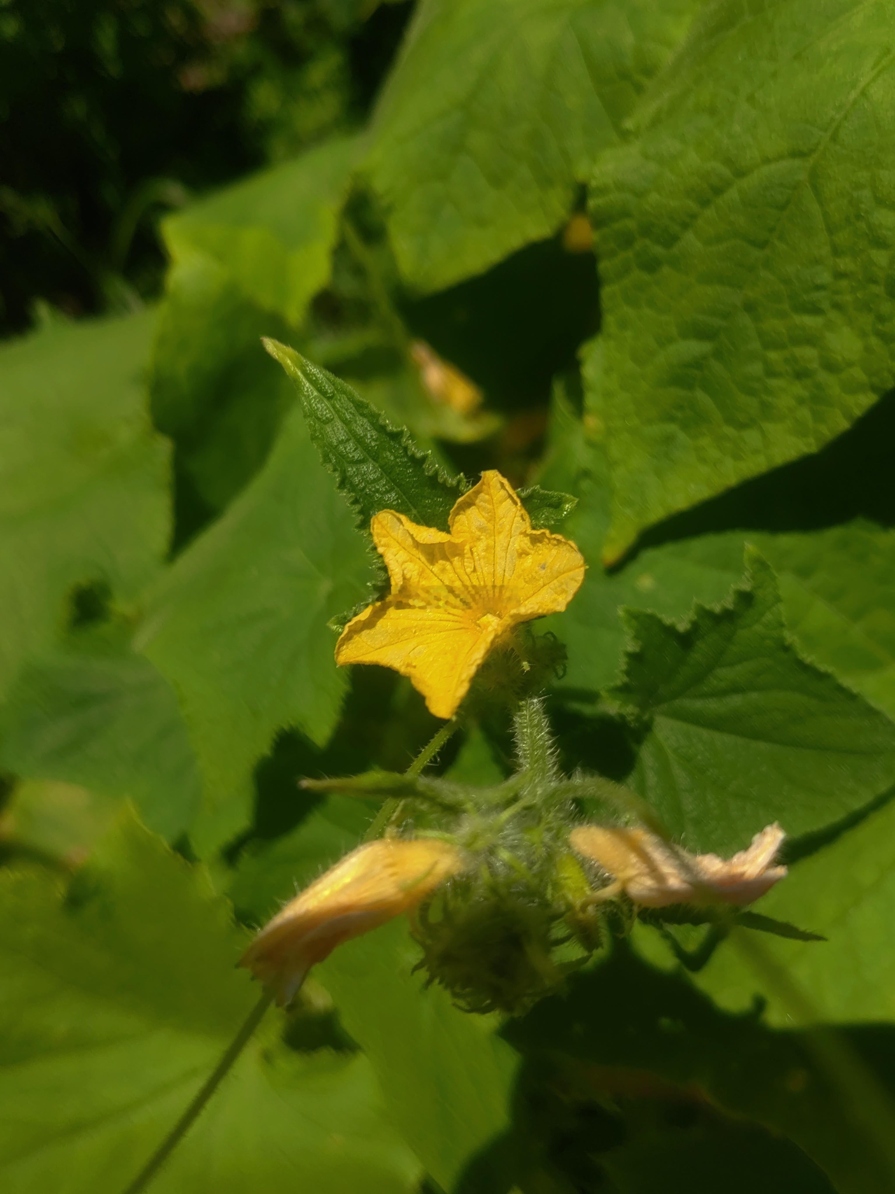 生活手记菜园一架黄瓜，承包整个夏天的清爽。绝对是原生态现摘生吃界里的天花板……日