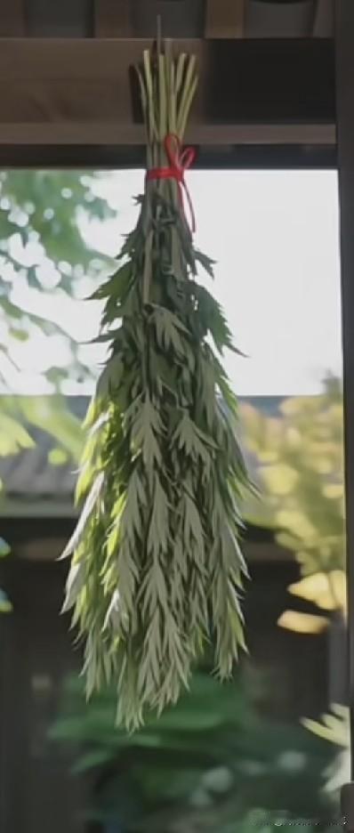 端午节家门口要挂艾草，以前都没这种常识，也没见奶奶和妈妈他们以前在家里挂过。
端