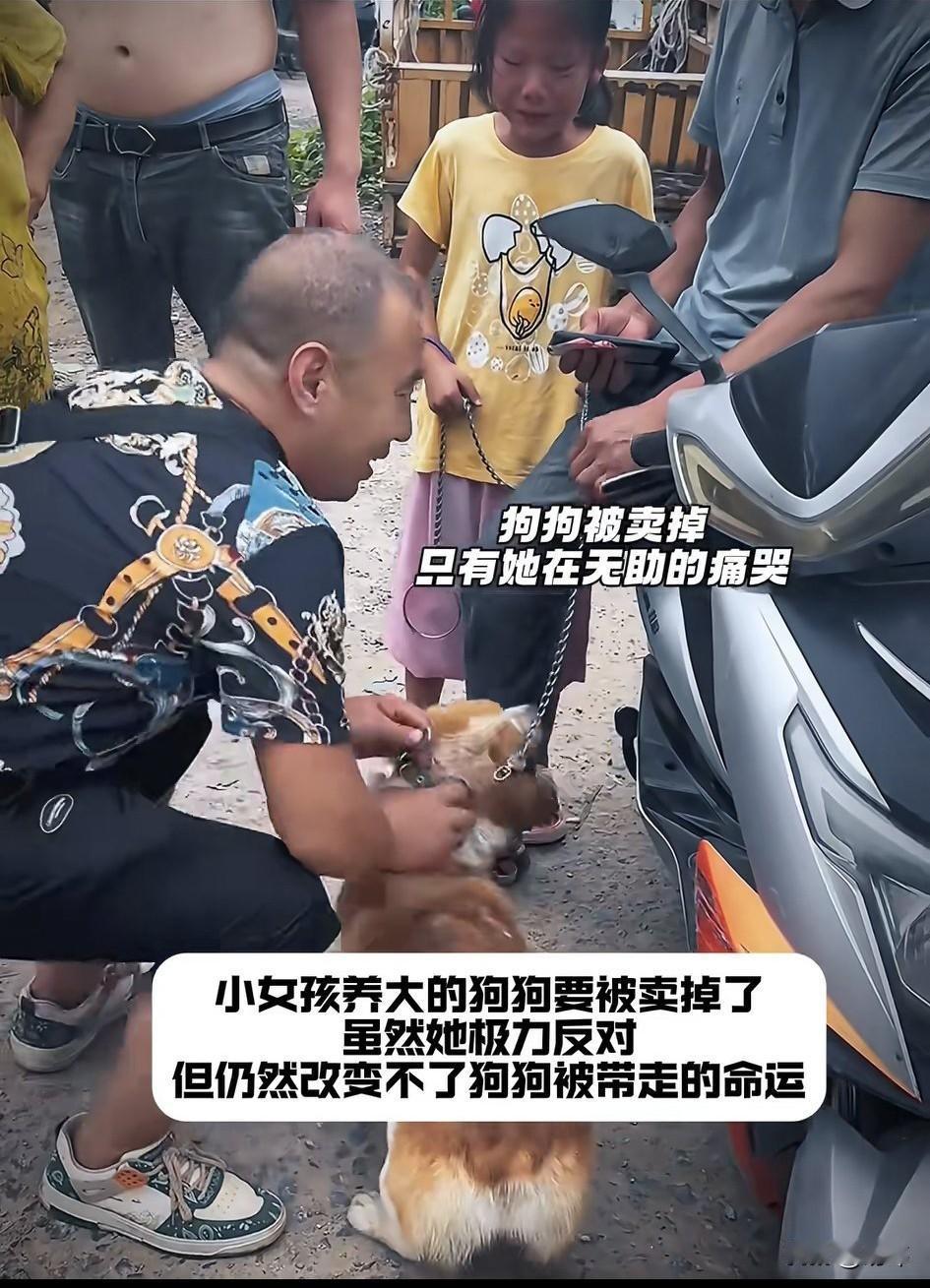 太可怜了！一位小女孩养了一只狗狗，这是她生日的时候爷爷送给她的，她一直视如珍宝的