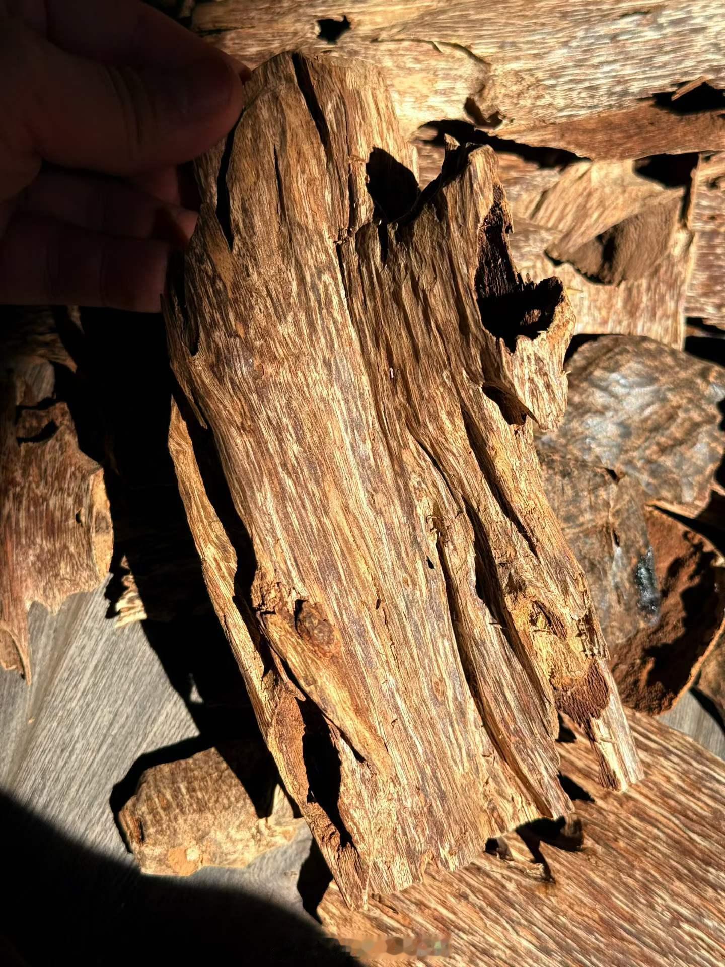 越南富国（福泽）沉香老料树种：蜜香树（Aquilaria crassna）。富国