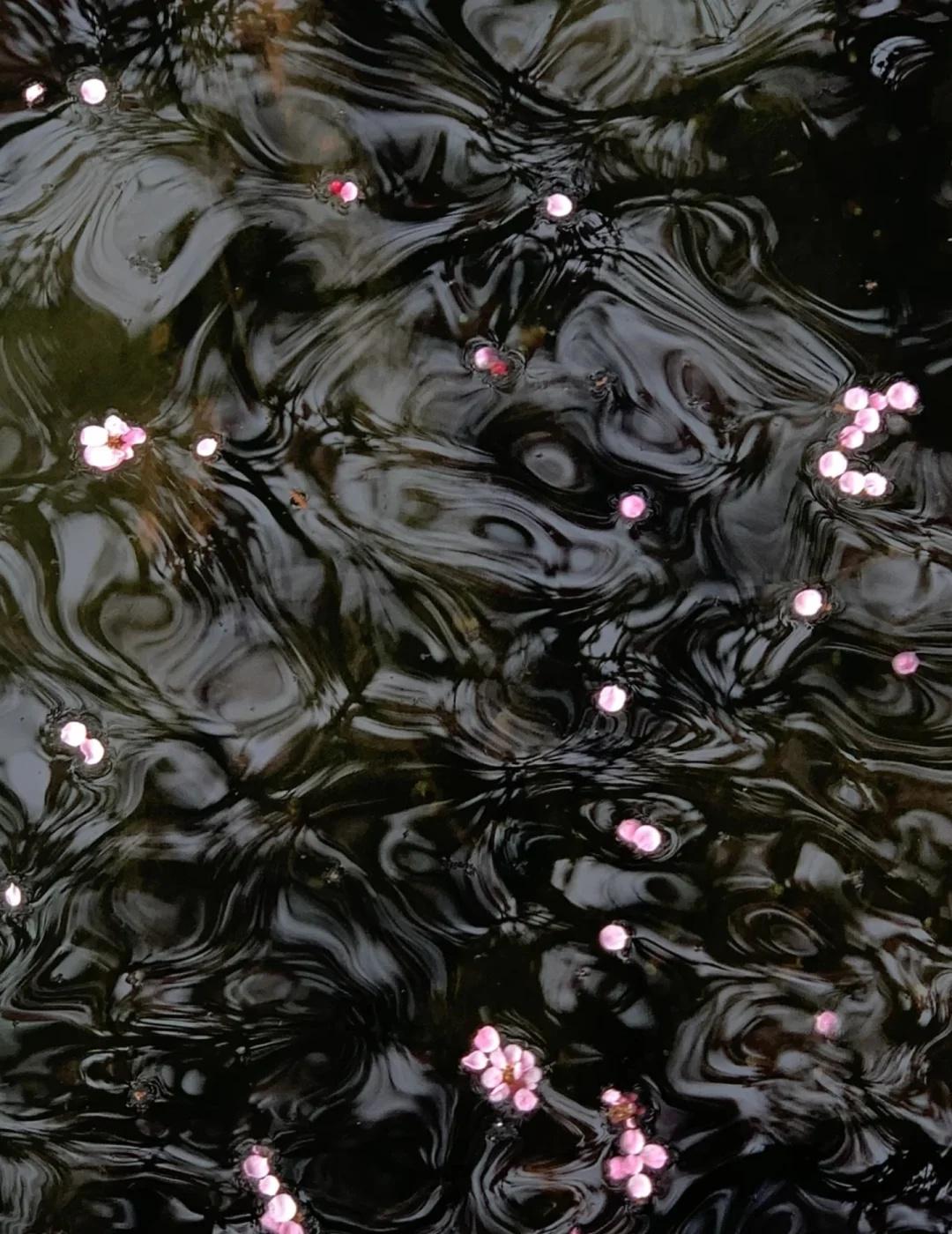 流产的流，是花自飘零水自流的流
我后来才知道，在我和弟弟之间，妈妈还怀过一个女孩