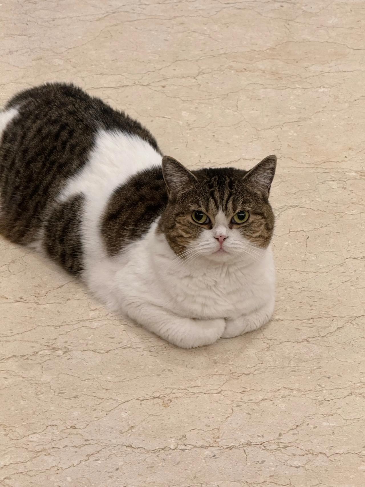 全家小猫咪喜迎外婆回家！
萌宠