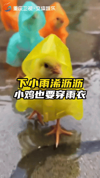 谁能不被雨天穿雨衣的小鸡萌化！

这哪是玩具，

是藏在烟火气里最温柔的浪漫。愿
