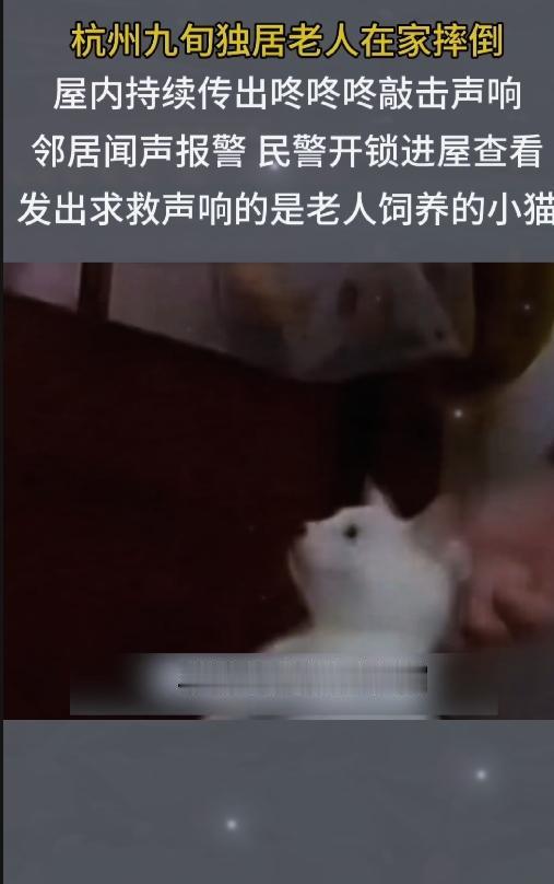 万物有灵！杭州九旬独居老人摔倒，小猫机智敲地求救救命
 
太暖心！忠诚猫咪勇救高