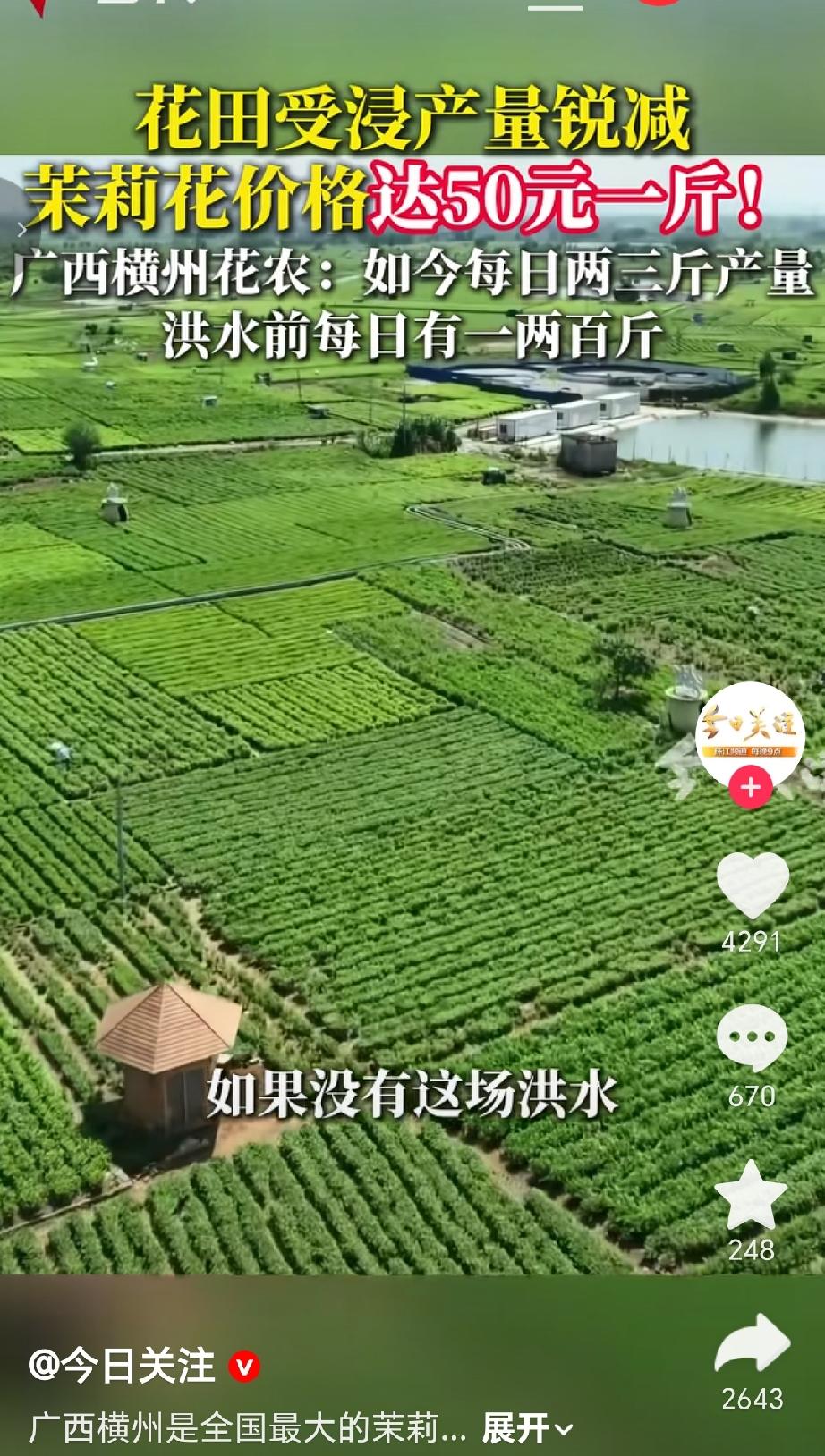 7月13号报道广西横州作为全国最大的茉莉花产区，近期受洪灾影响出现了明显影响，7