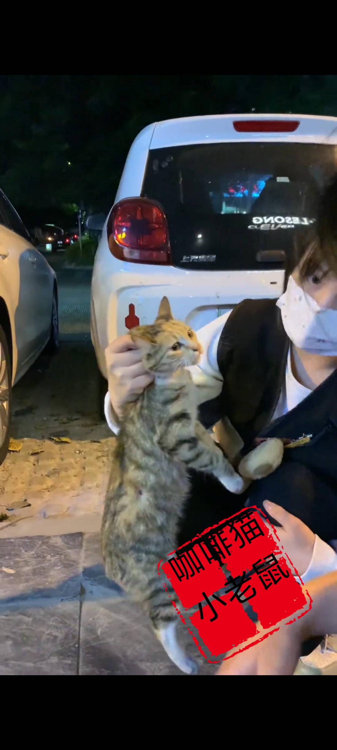 三更半夜大晚上的竟然有人将自己的猫咪丢弃在马路边上的人行横道内，这一刻直接看哭了