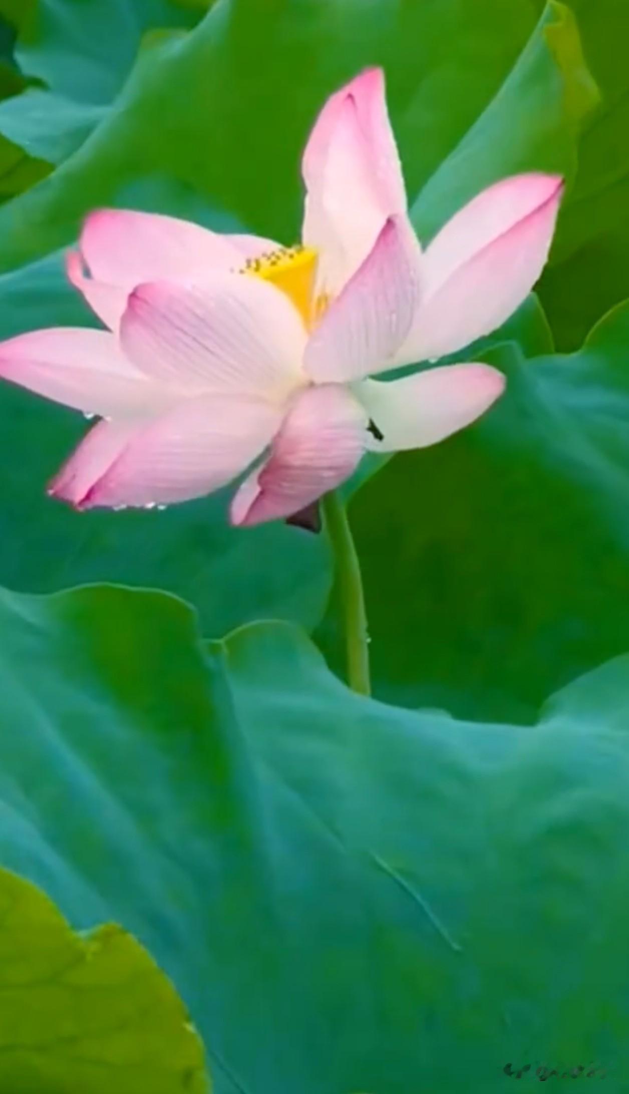 生于淤泥，心藏清风，一荷清宁渡盛夏。夏日荷花 治愈风景 人生如荷 静心治愈