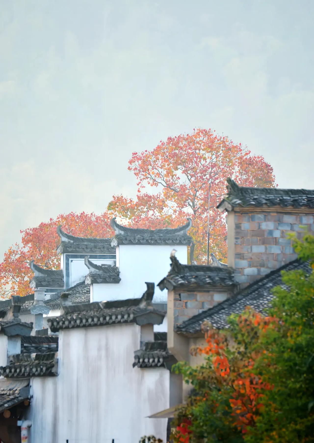 苏北某县城高中的老师们，最近都在解锁一项新技能——"一日五打卡"速成术。从清晨7