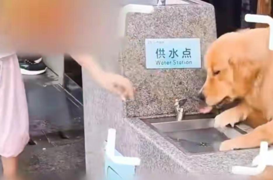 发展宠物经济就是饮鸩止渴