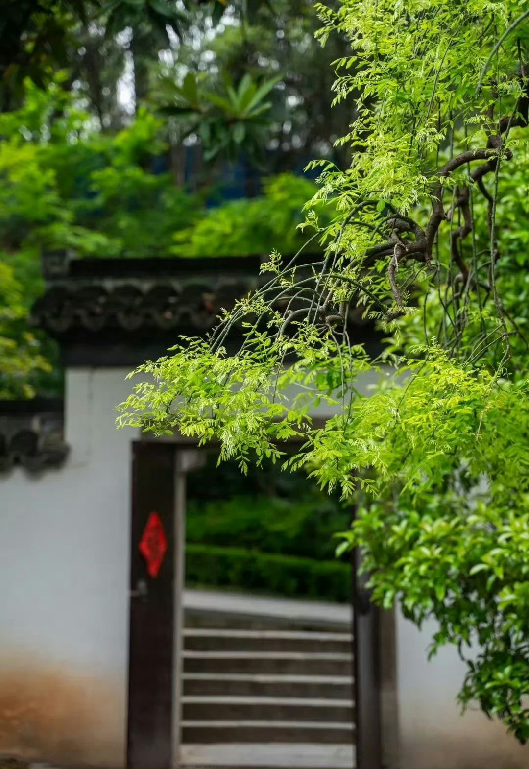 南京的春，一半烟火在街巷，一半诗意在清凉山，白绣球挨着木窗黛瓦，复刻江南古园模样