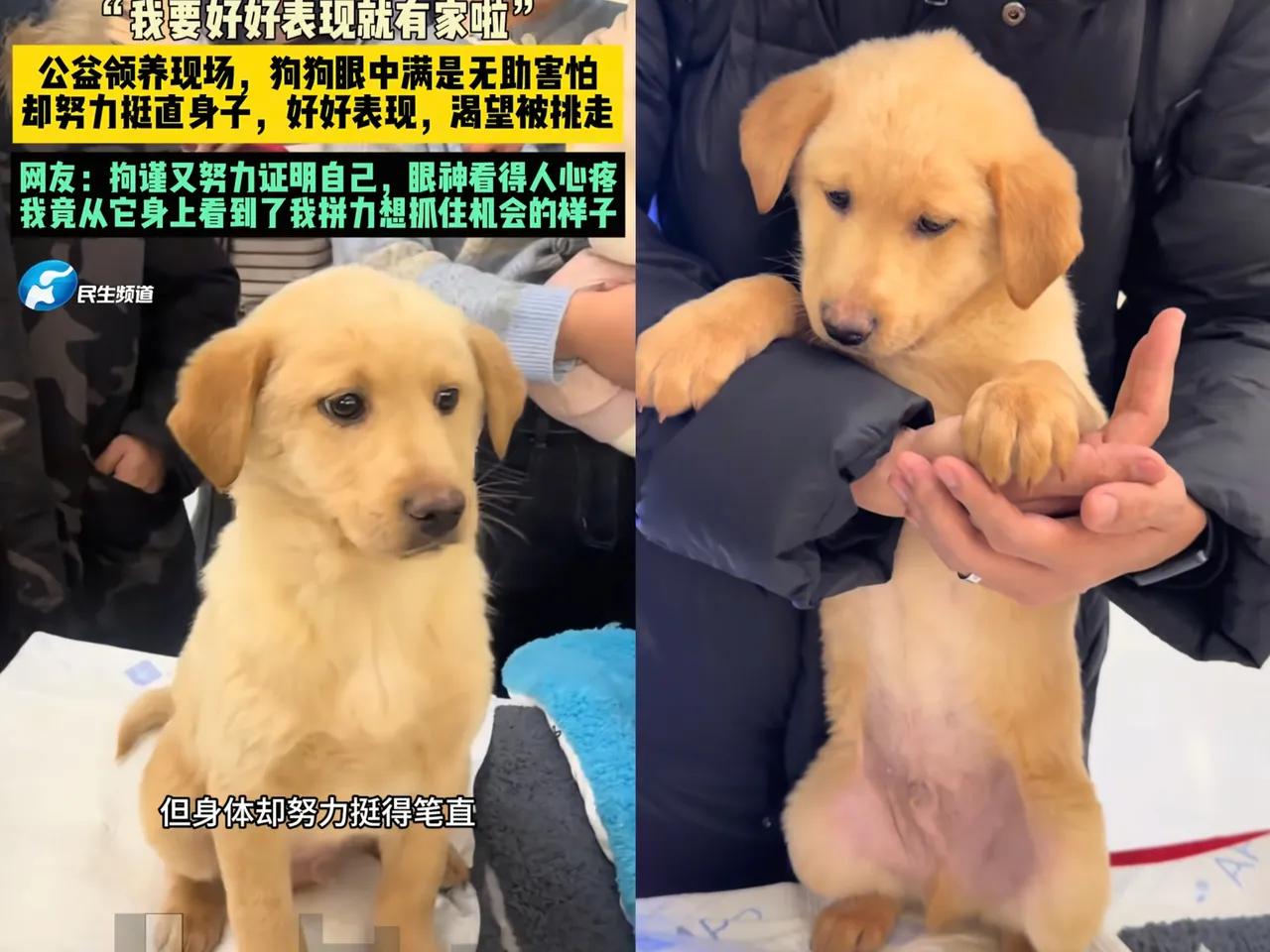 端庄小狗的圆满结局来啦！它已经被领养了，不仅成功找到家，领养人还很善良，为了不让