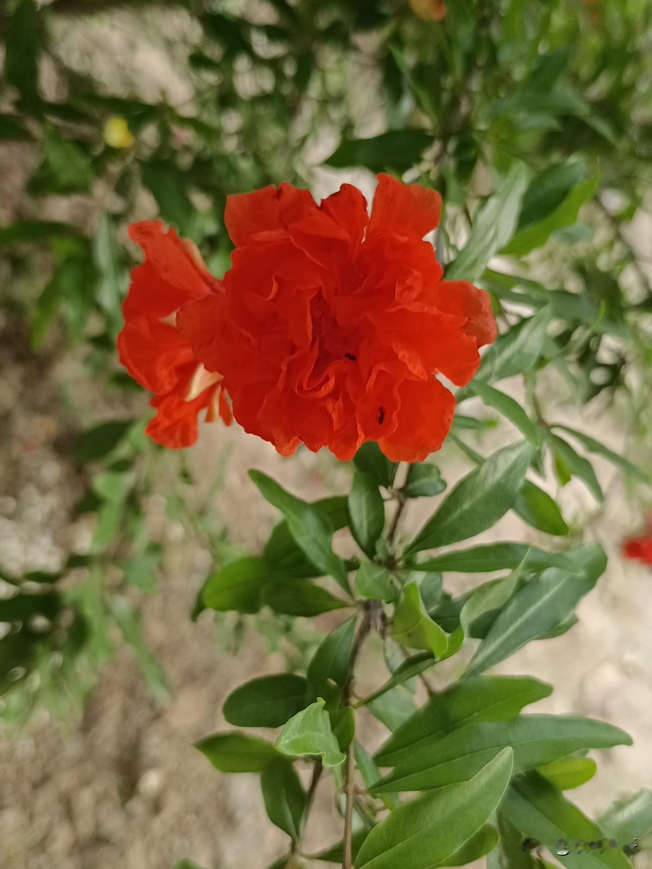 五言·榴花
春事阑珊后，花开裙染羞。
翠枝红缀处，无意惹风流。