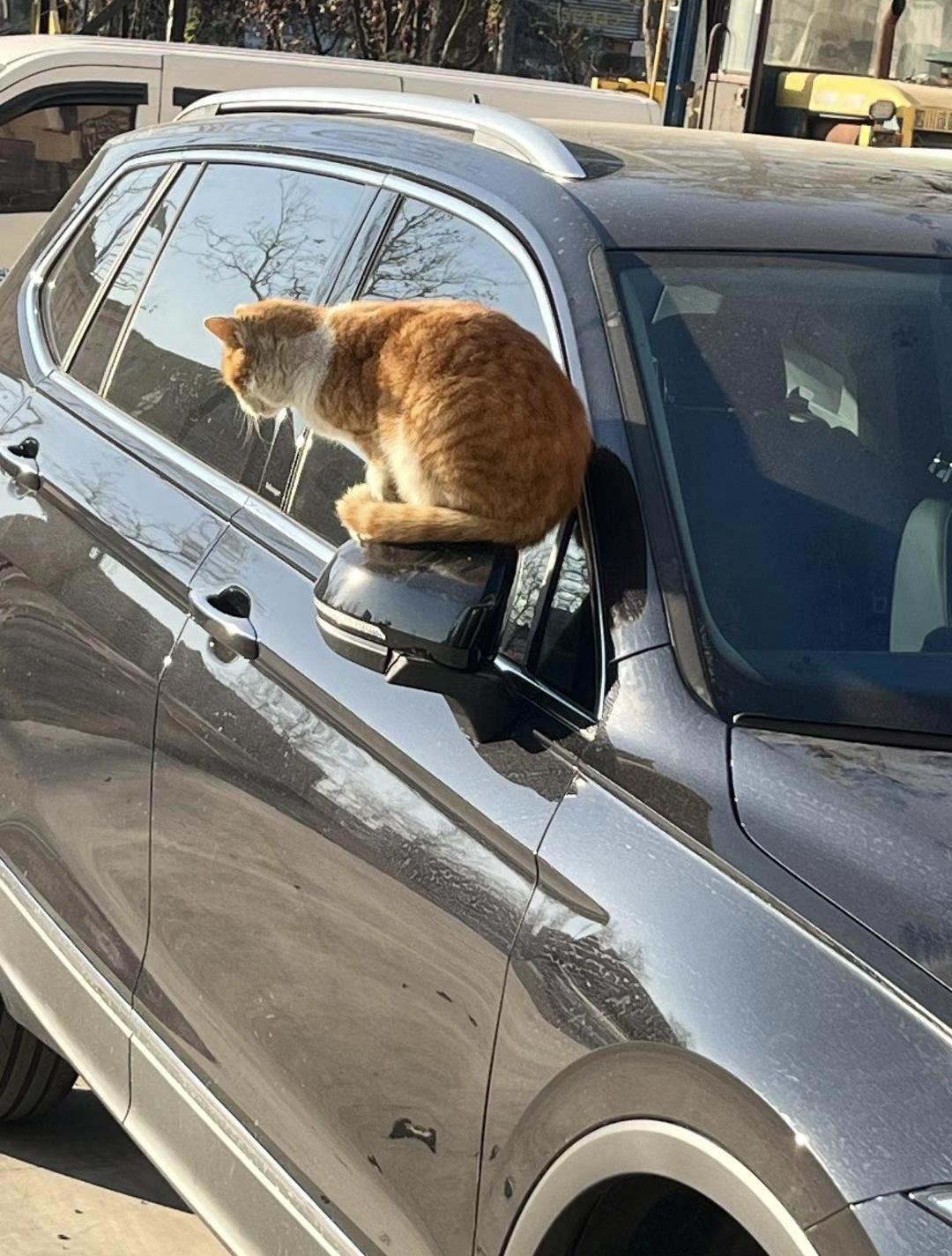 全球唯一的照片，在《红高梁》的故乡，也是莫言的故乡被发现。