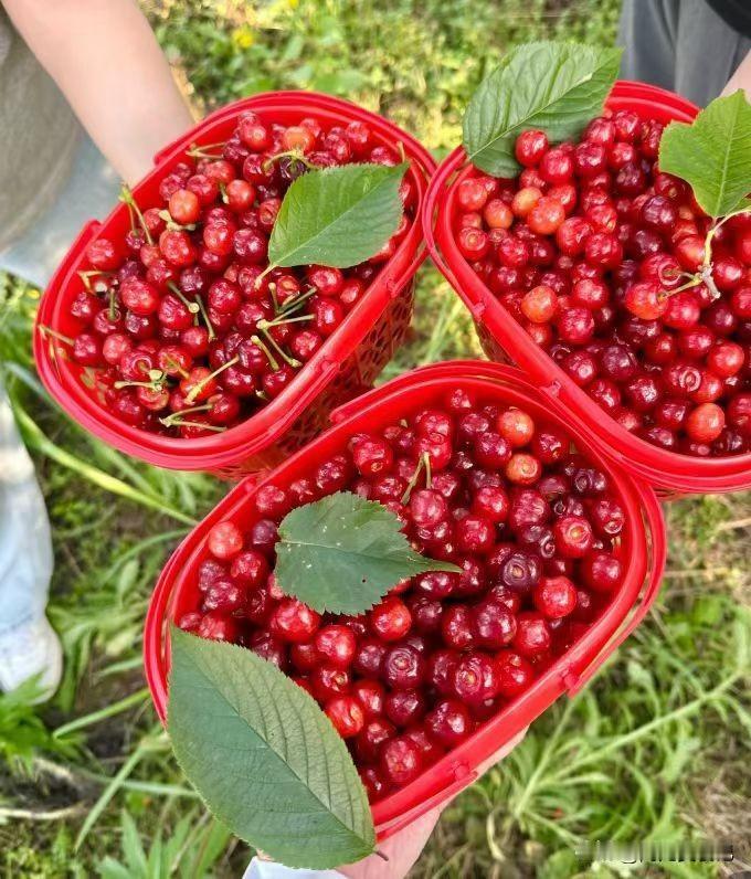 今日实现樱桃自由，太爽啦！最近四川樱桃彻底火了，刷到眉山樱桃挂满枝头的视频，外省