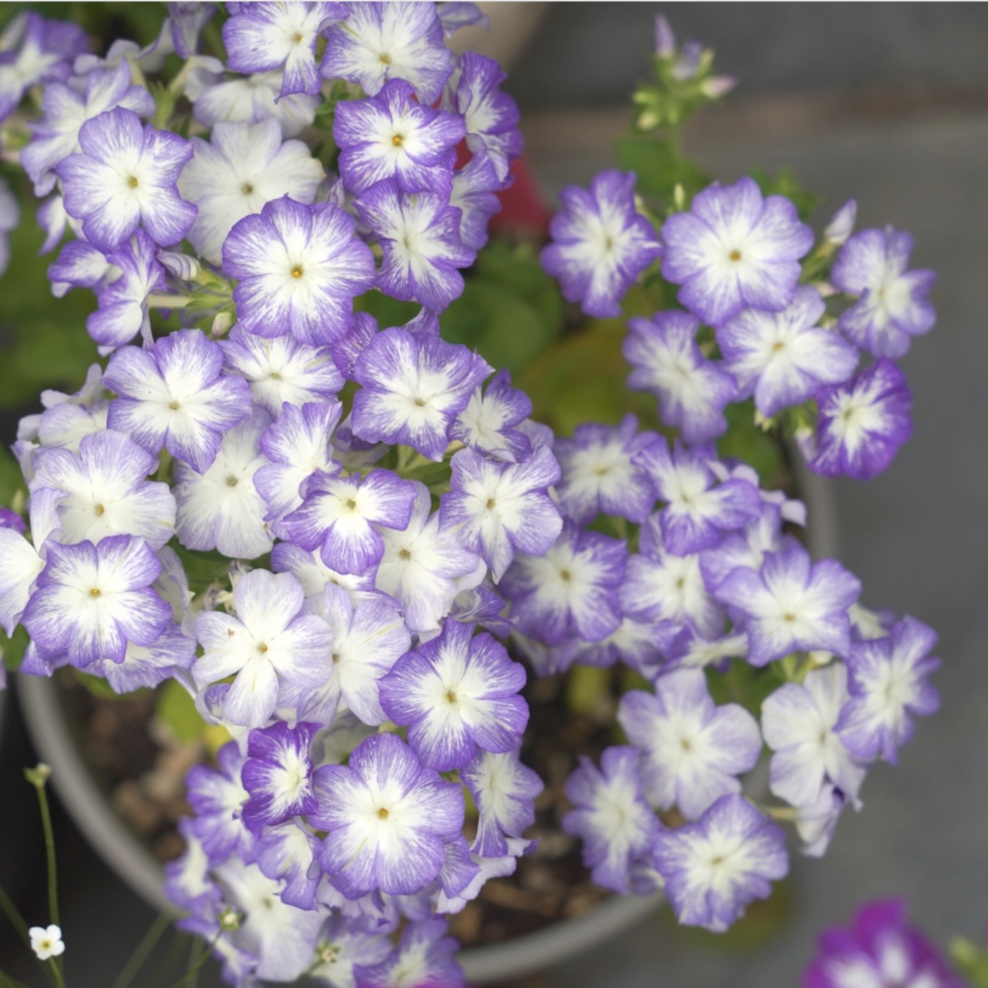 春种福利第七轮，送紫色系切花福禄考，颜值花期双在线！| 橙柿福利