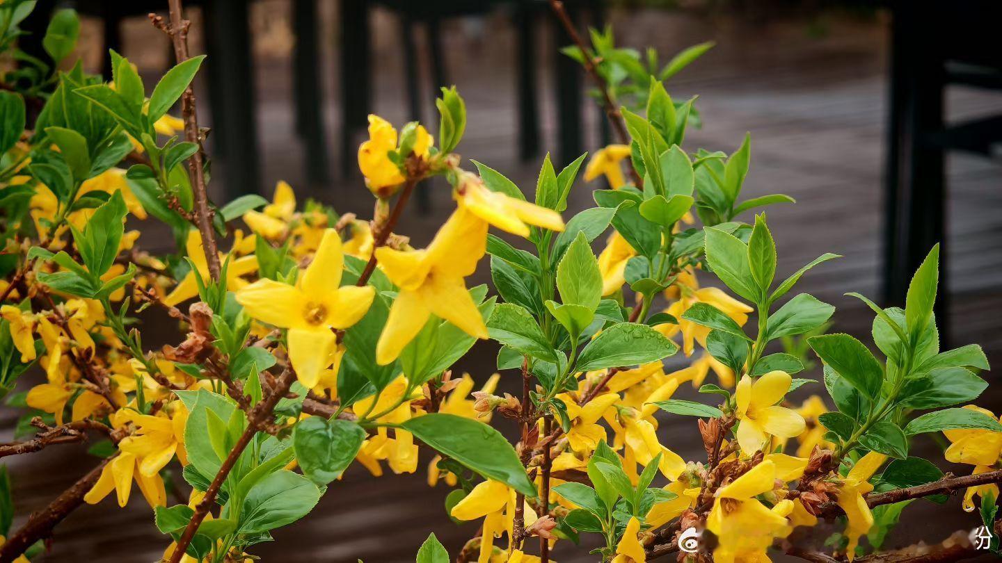 今日份～春雨中的春花绿叶送完乖哥 海淀順義路上隨手拍