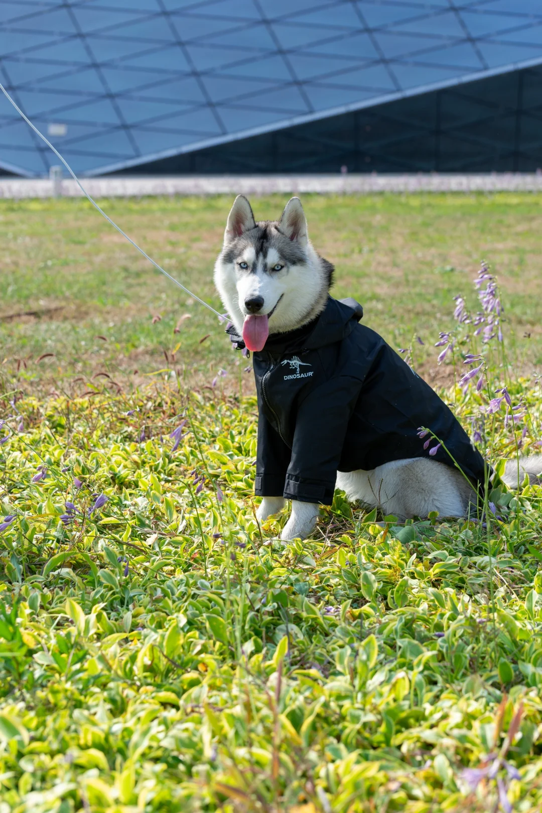 哈士奇的眼神都这么搞笑嘛