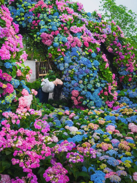 🔥别去西湖人挤人‼️杭州地铁直达的免费花展