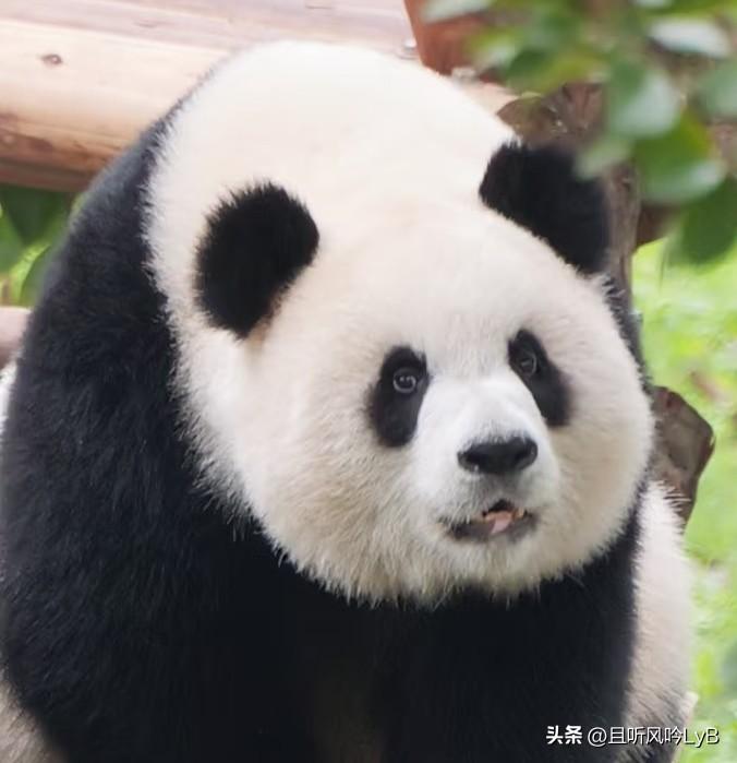 渝爱居然有被关小黑屋的一天，我也是醉了[泣不成声]
这个活动是不是很诡异？难道渝