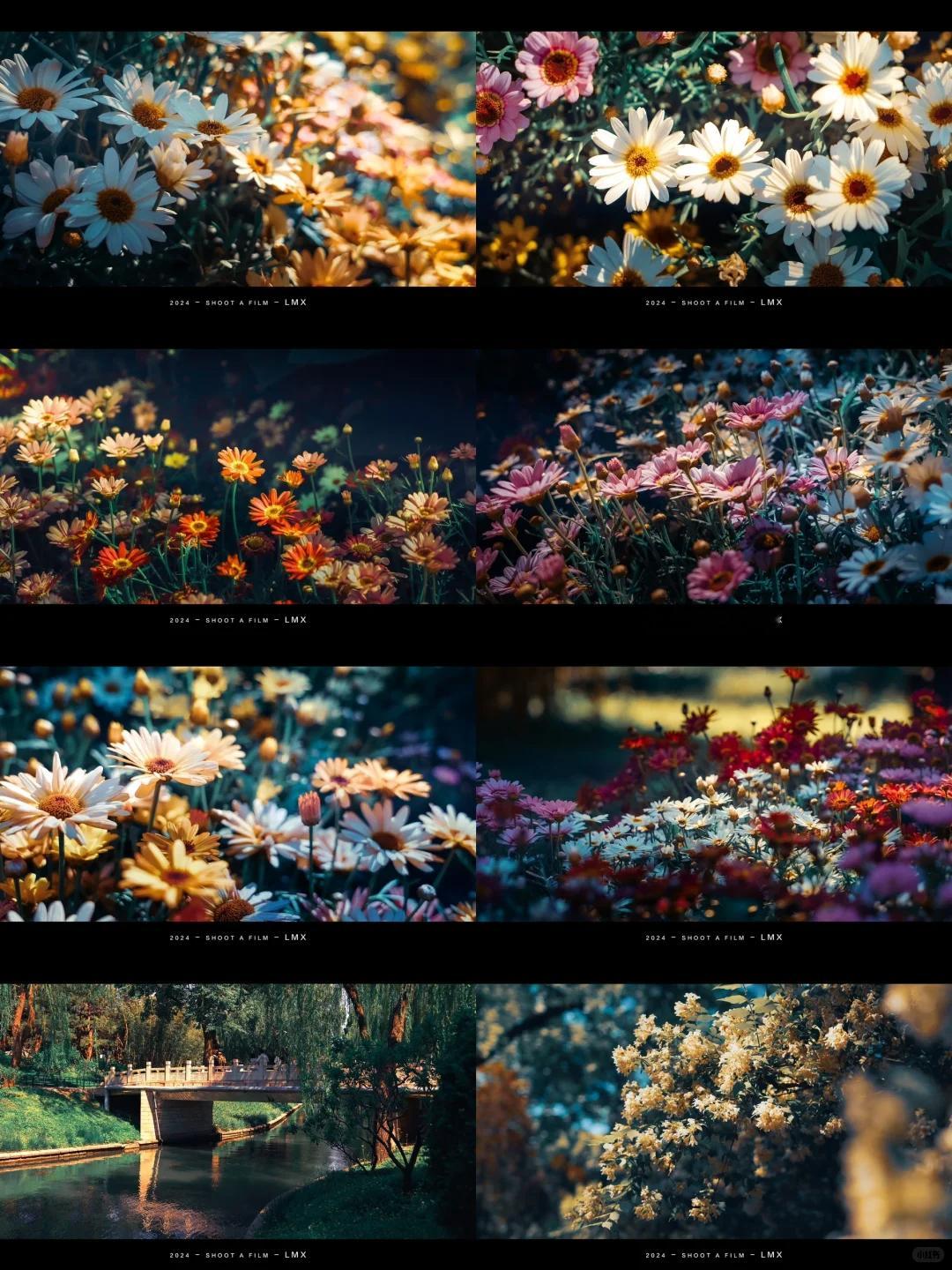 一帧一花，一季一景摄影 ​​​