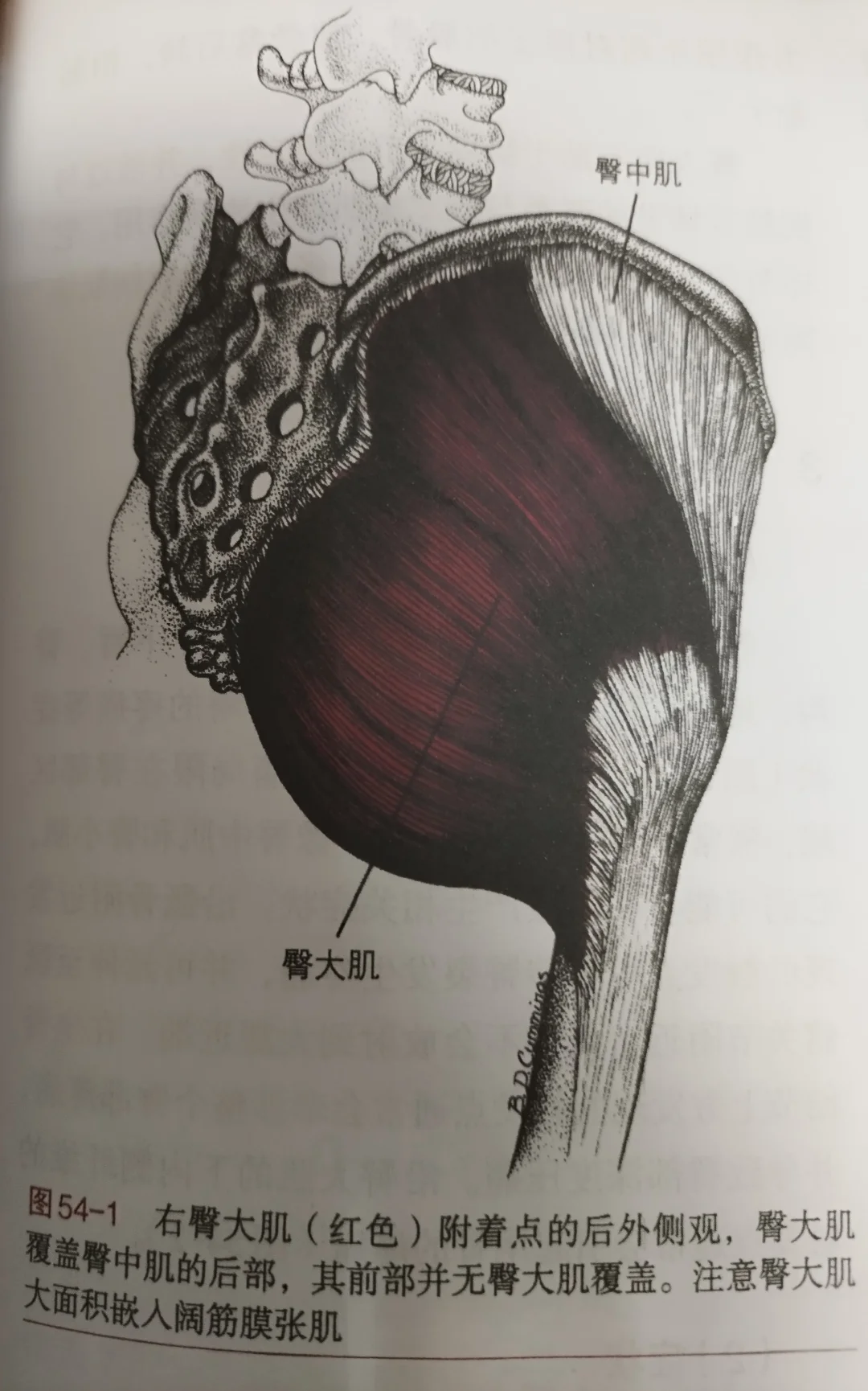 臀大肌相关位置