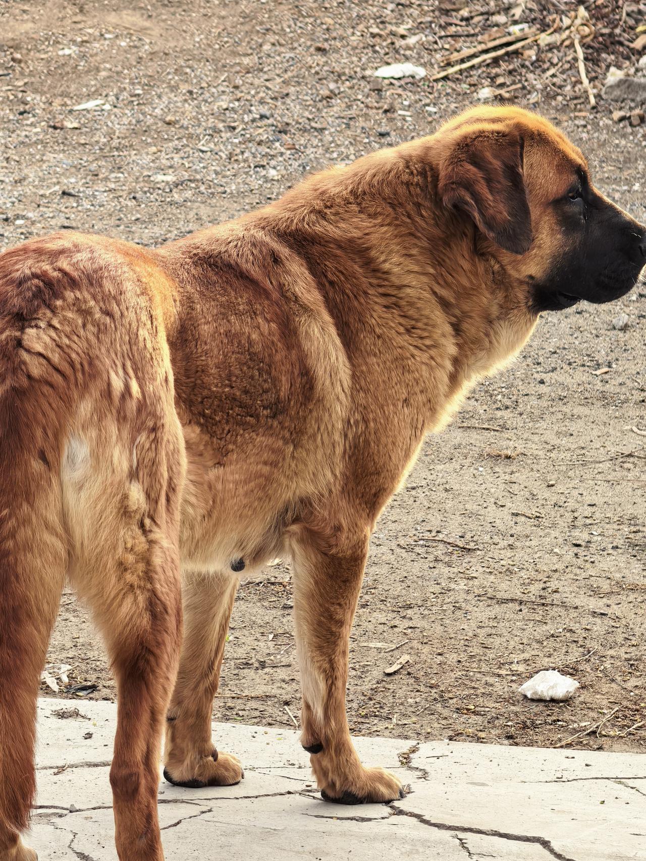中华田园犬，农村大黄狗（纯纯大笨狗）[赞][赞][赞]