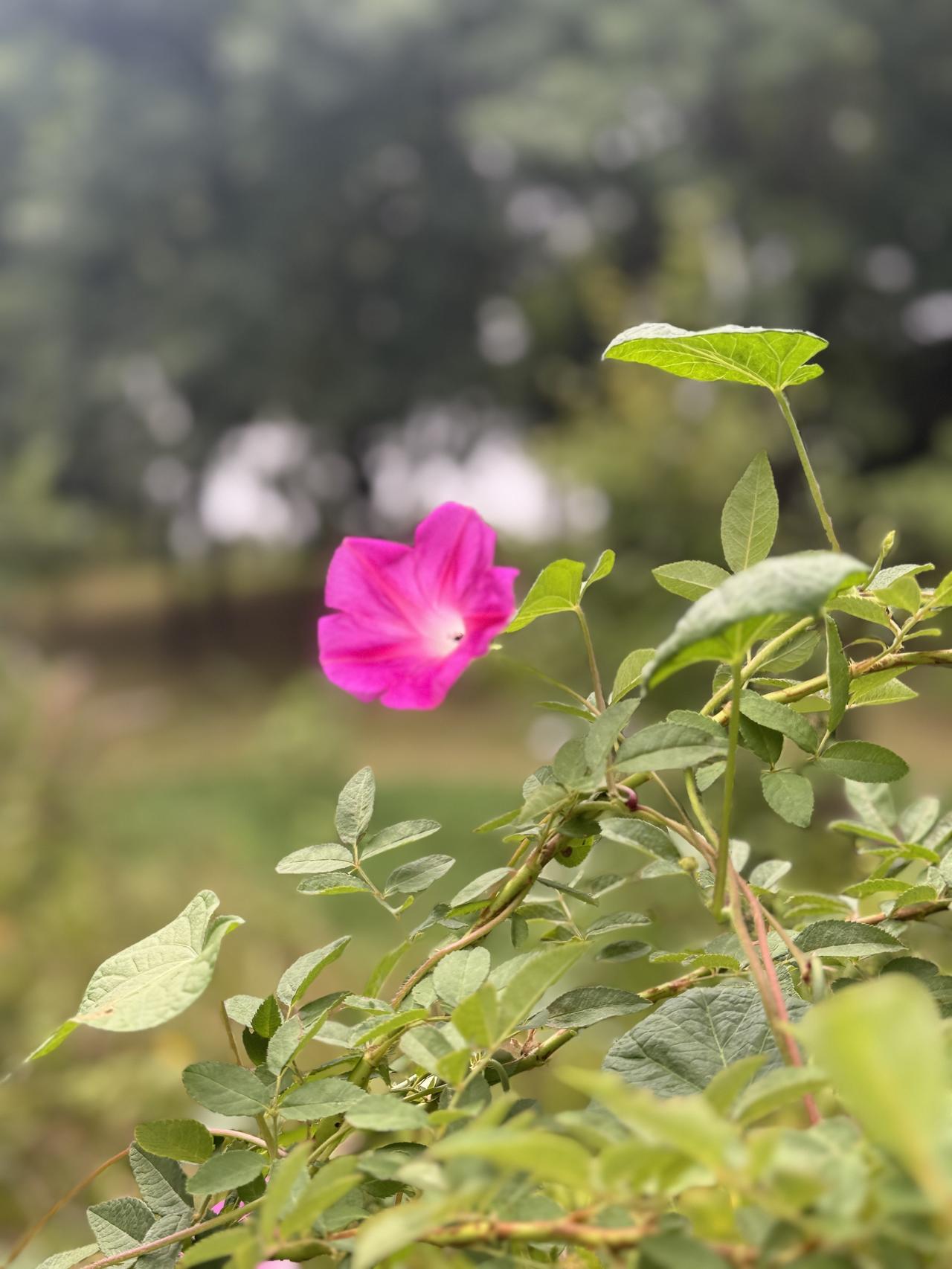 红花枝头迎风绽
花香四溢满街头
条条大道皆风景
睹物思人怀感恩

蝶舞繁花香满径