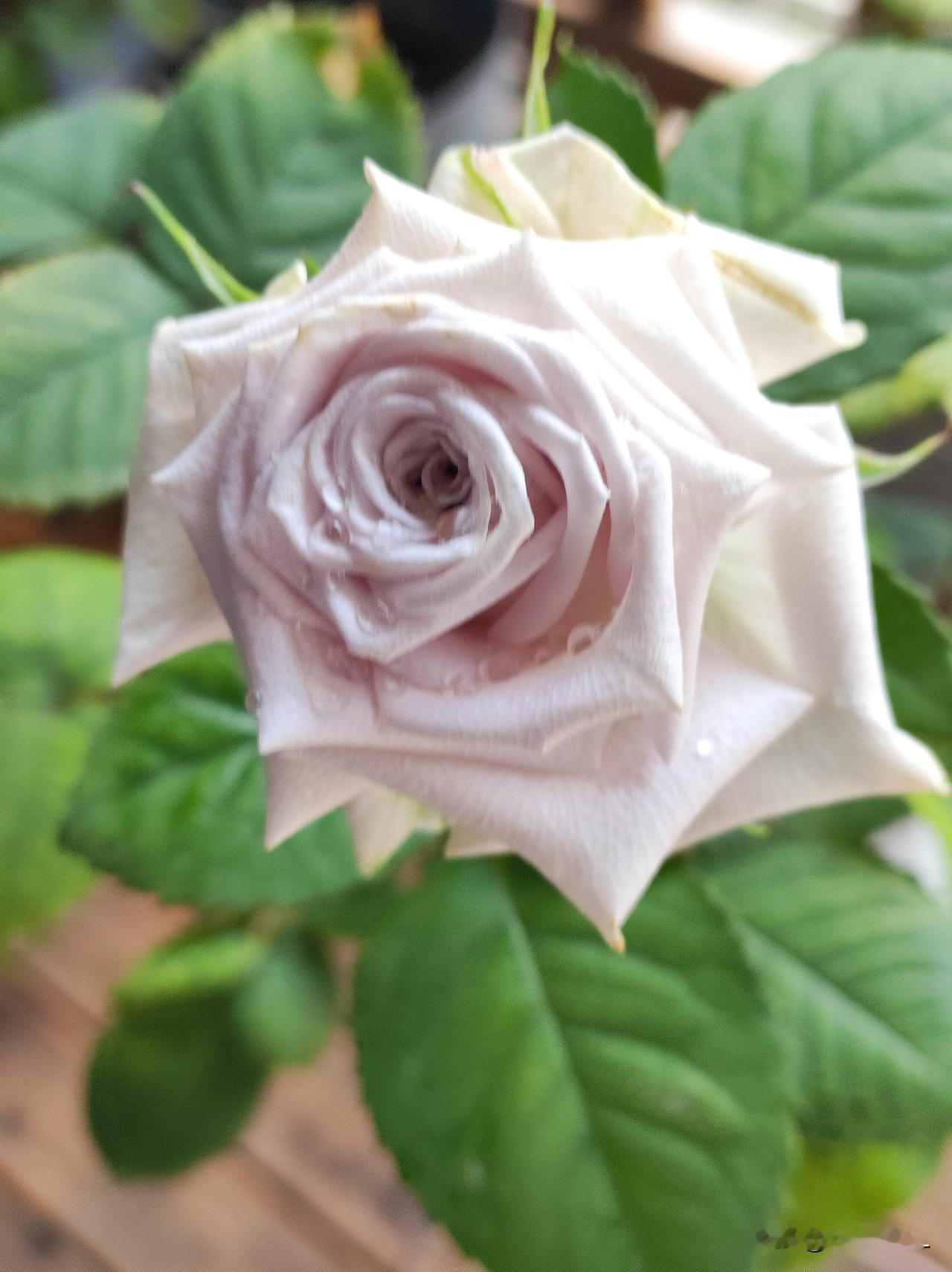我家阳台上的月季花。
切花月季，曼塔。