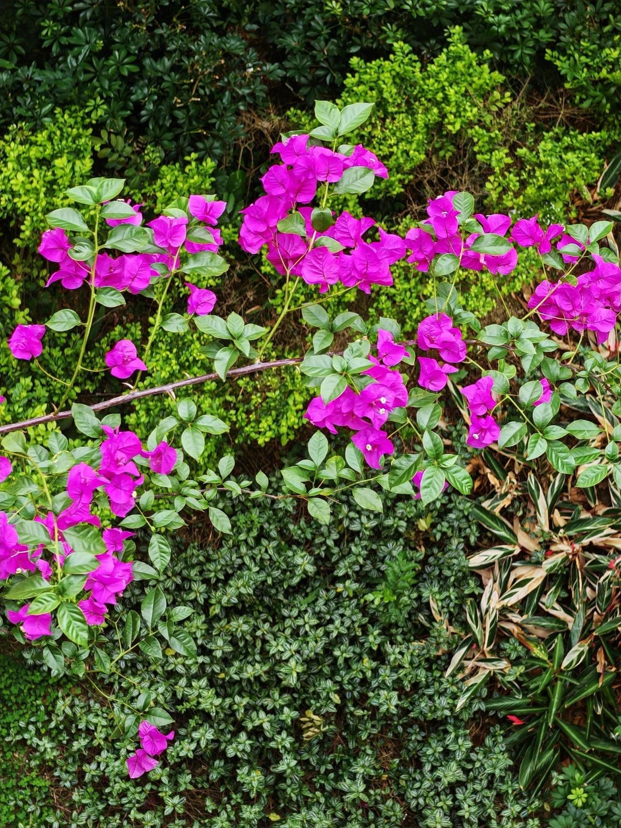 拍一张你的三角梅美图我家阳台种的三角梅