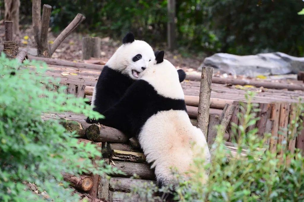 #成都大熊猫繁育研究基地# 这事要是个小朋友做的可以说不懂事，但几十岁的爷们了做