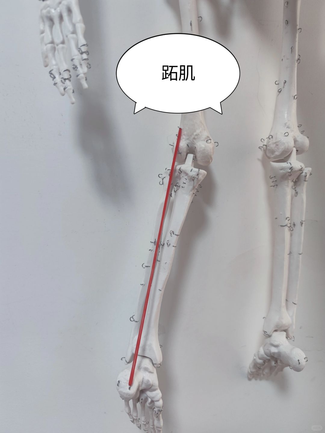 跖肌