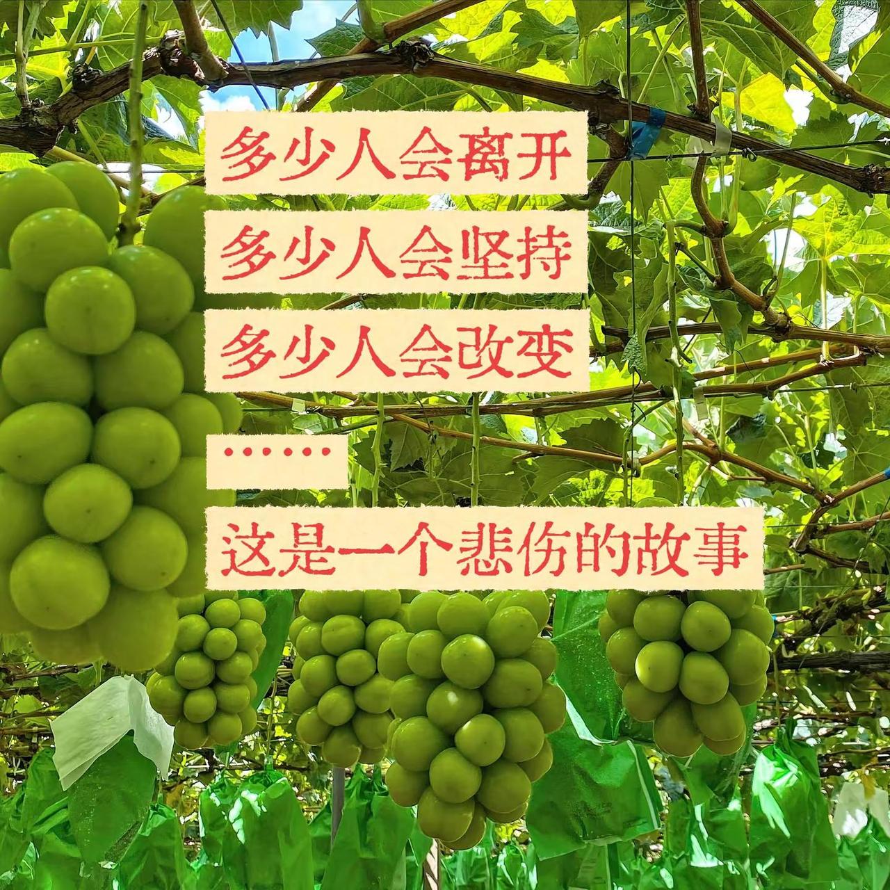 这是一个悲伤的故事。阳光玫瑰 五亩换大奔