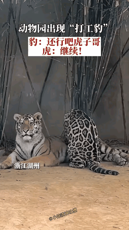 万物皆敬虎，无需多言！