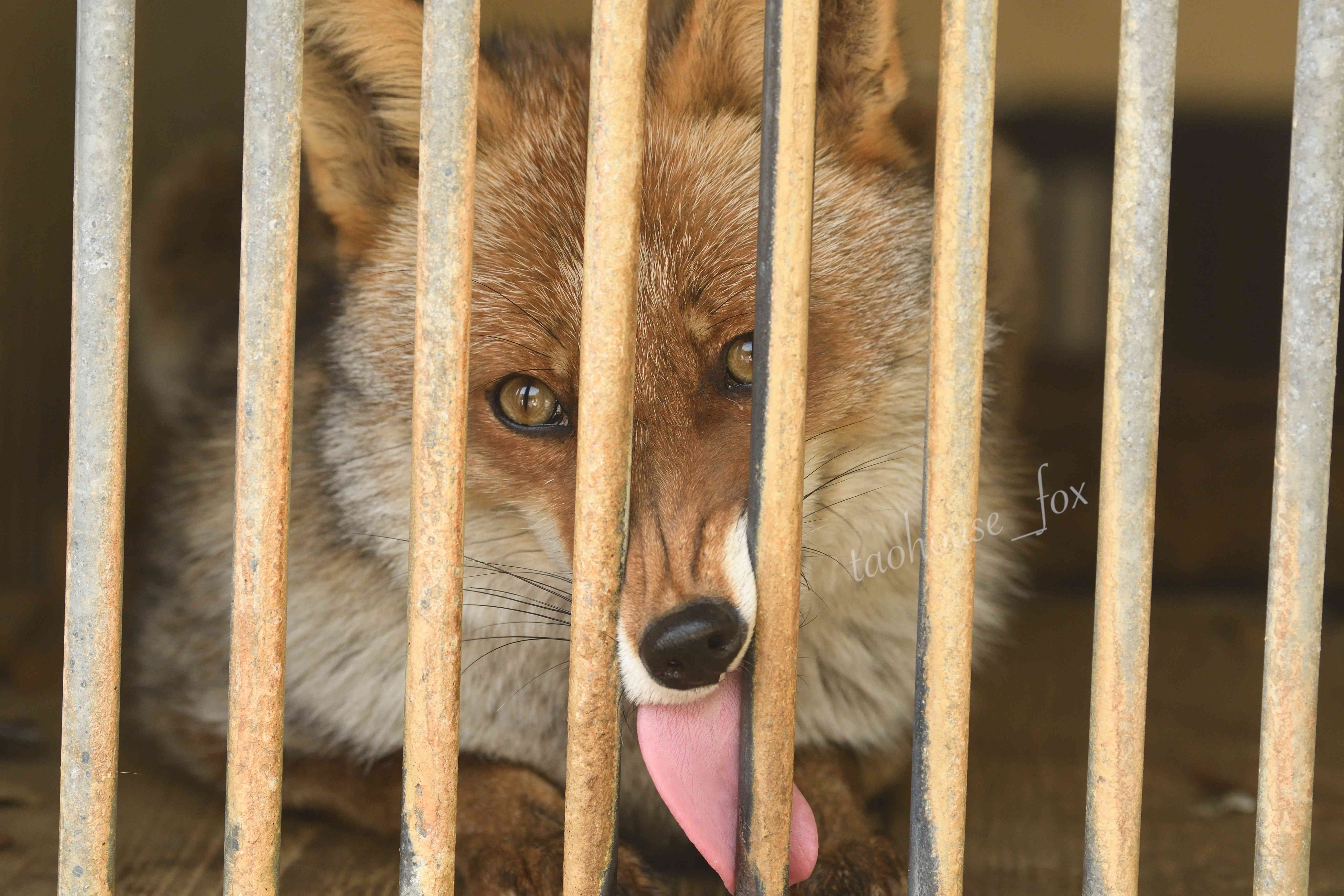 狐狸 铁栏杆甜，狐狐舔©️Foxssil_1005 