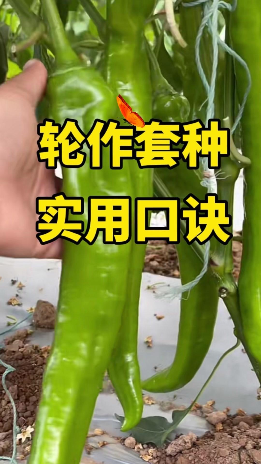 🌿蔬菜轮茬很重要，不管种不种菜，一定要知道。

1️⃣葱蒜结白菜，少得病虫害。