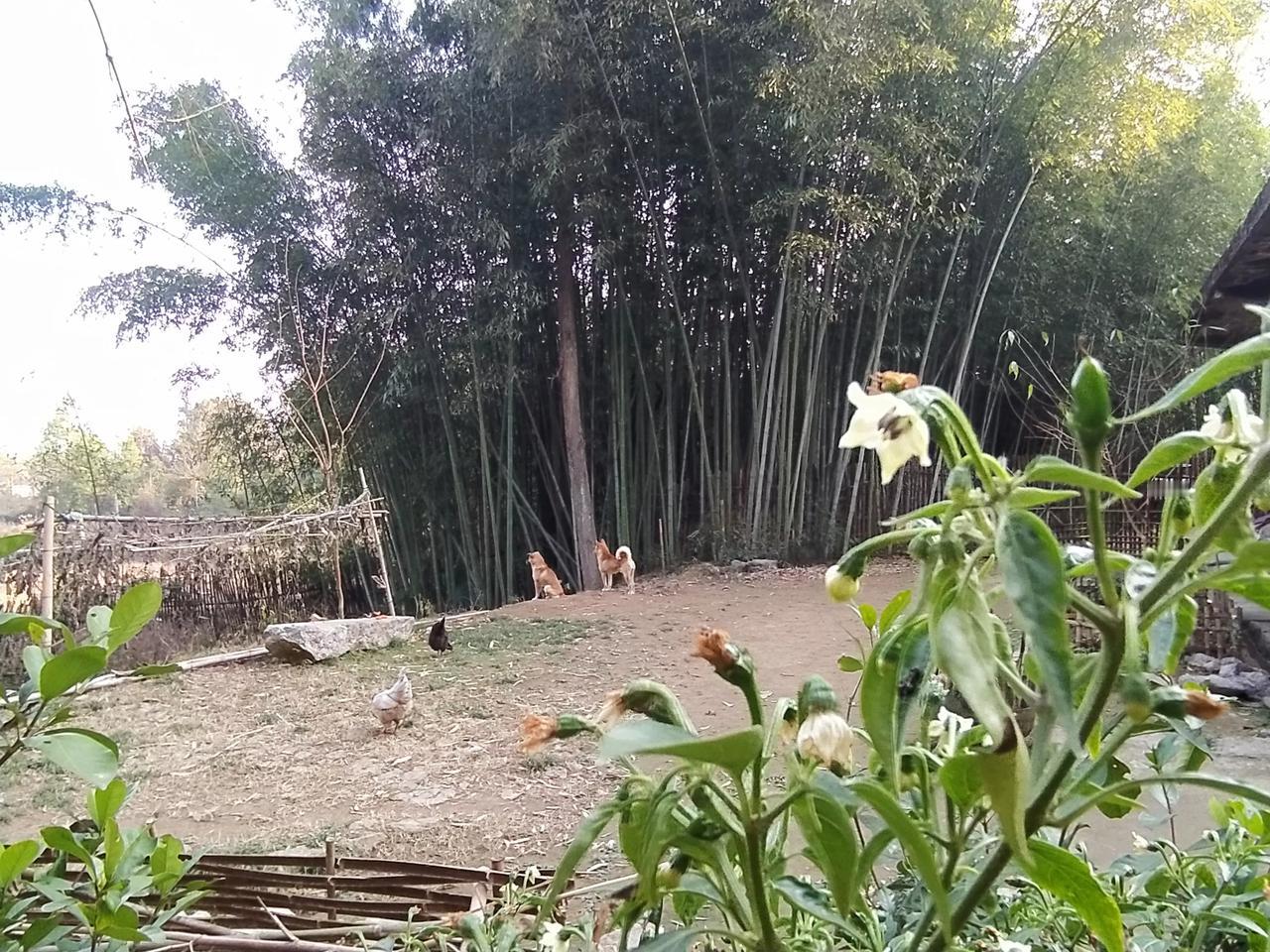 北方的朋友们！看看我院子里的辣椒树，绿油油的，还在开花结果呢，你们敢信吗？[笑]