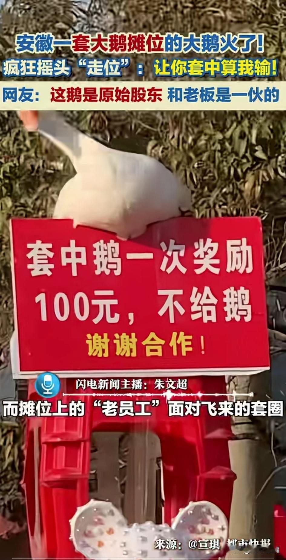 安徽大鹅火了，
一处套圈的摊位上，
老板最显眼的位置放了一只大鹅，
还给它加了一