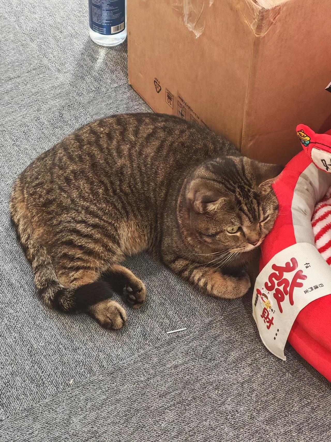 ​看到一女子
两周喂猫赚7454元
乍一看，好多啊！但我一点都不羡慕，反而觉得心