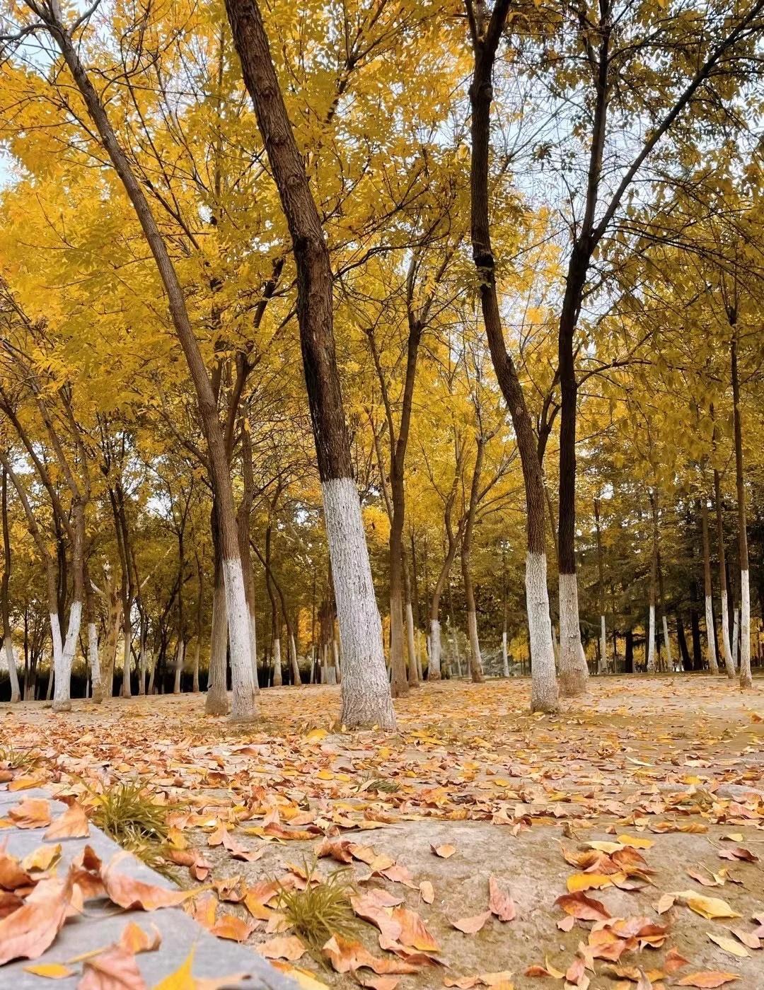 西安人对秦岭进山的执着？一年四季进山
春天花开了 走进山
夏天太热了 走进山
秋