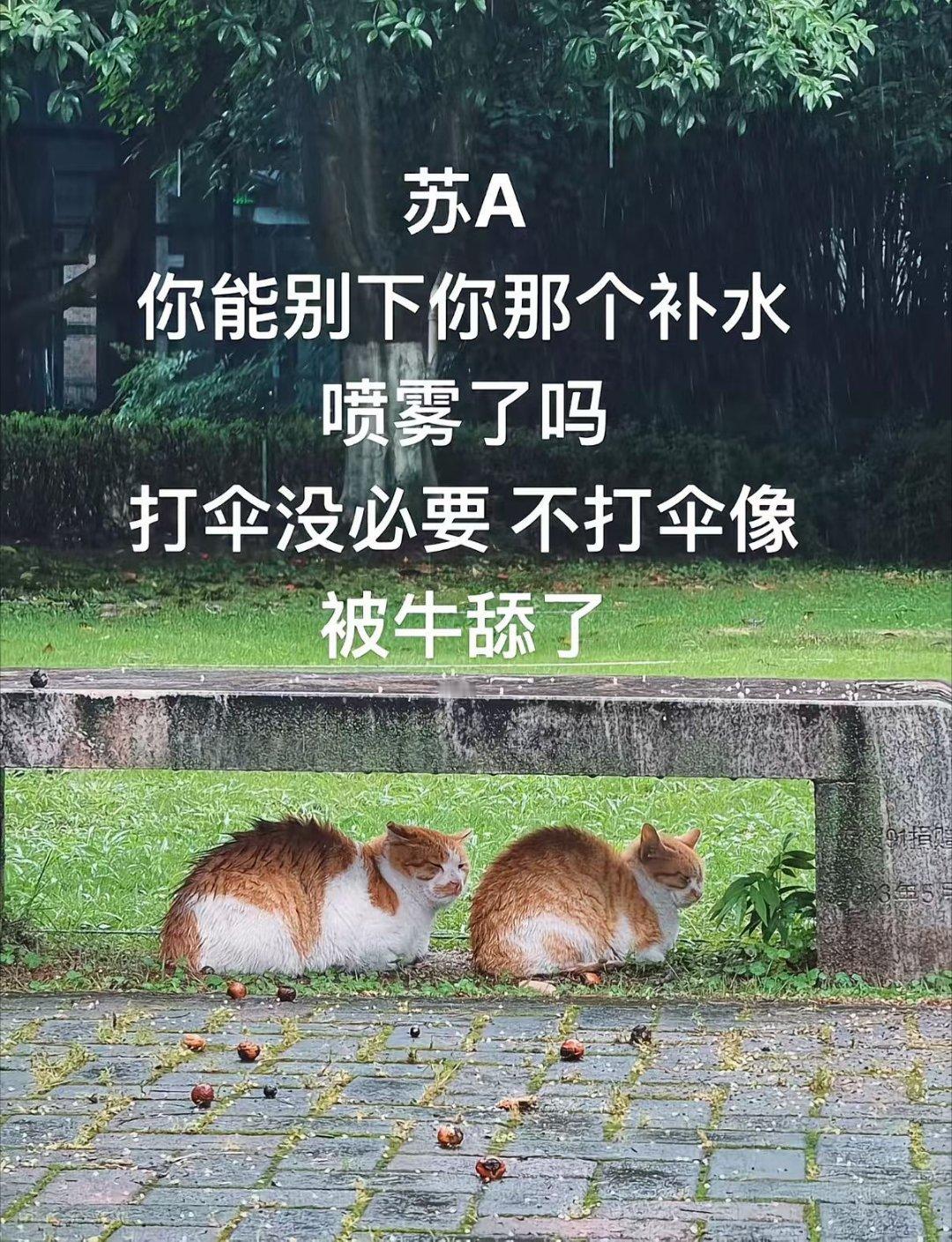 朋友圈今天对南京天气的形容，非常恰当[doge]。 ​​​