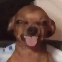 干香菇鲜香菇哪个更好吃我觉得是干香菇，香得要命泡发完了后，放锅里炒干水分切碎了用