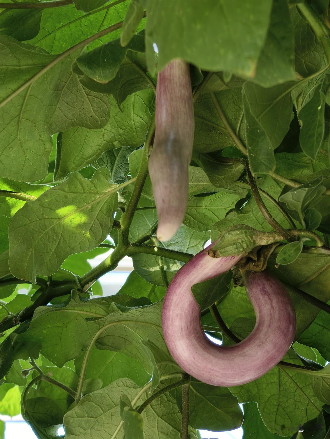 手机随手拍原创图片观看兰花随手拍，如果您有兴趣，请到昌平兴寿草莓园亲自欣赏！