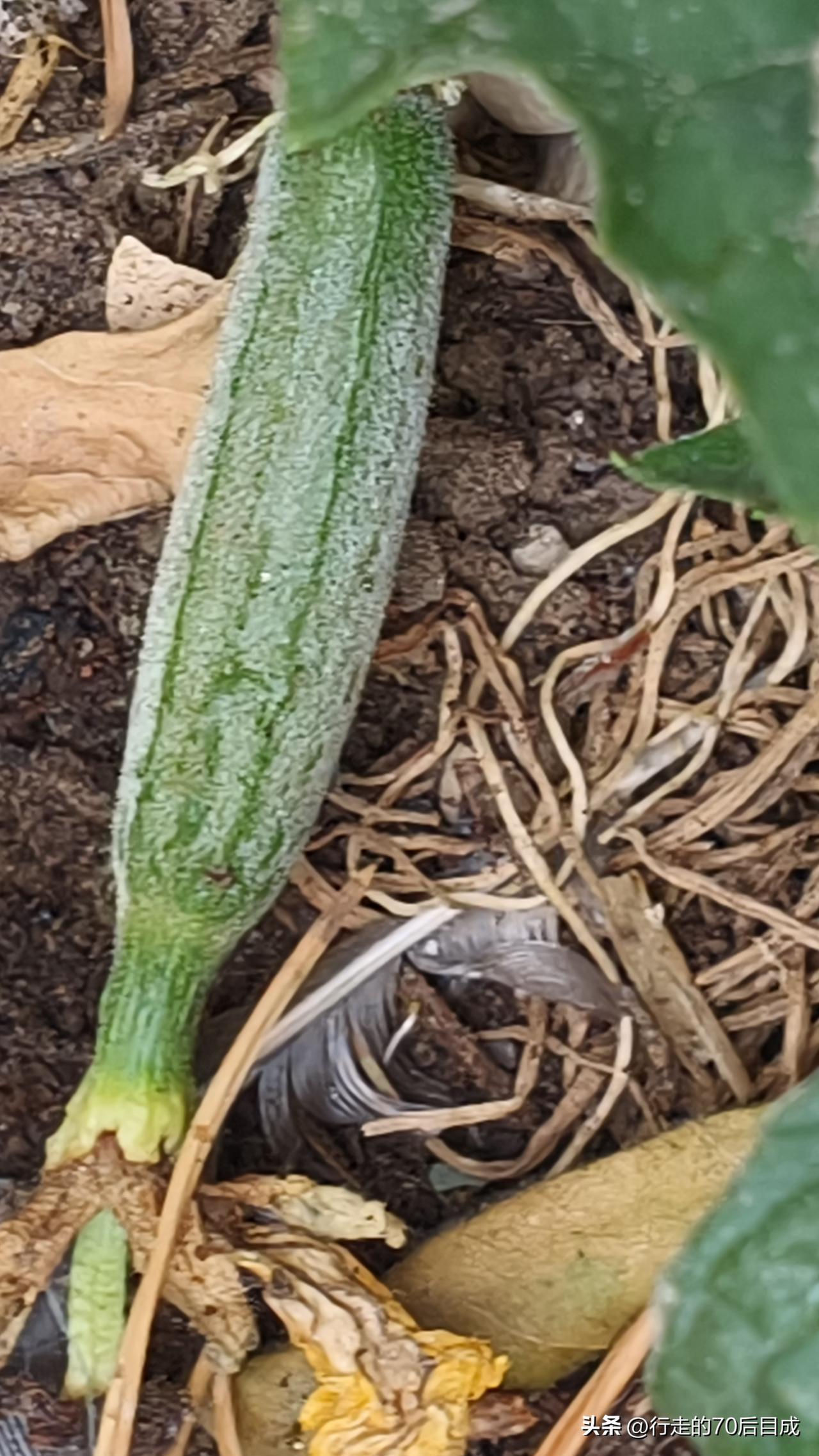 与植物对话，全是释怀