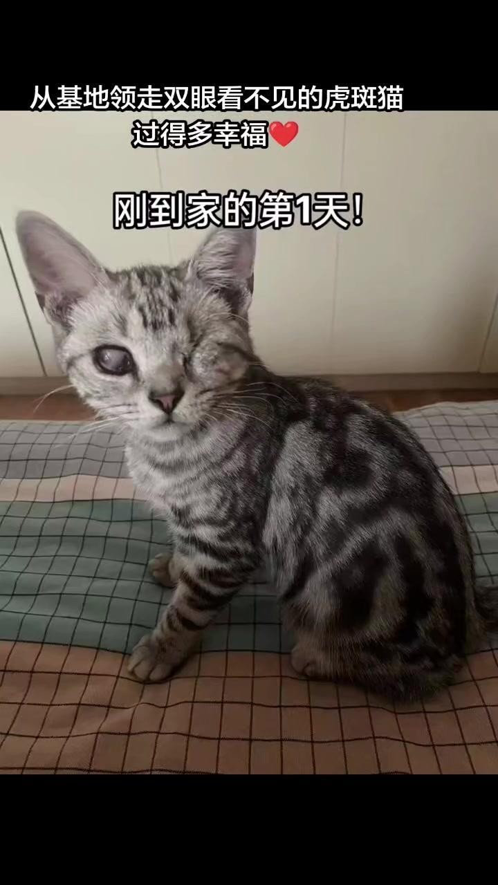 🐱主动来基地收养残疾毛孩子的好心人，都在用满满爱意呵护它们，让小家伙们到家就能